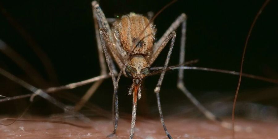 Ein Quälgeist an Sommerabenden: Die heimische gemeine Steckmücke (Culex pipiens).