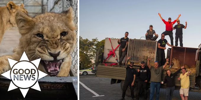 Good News - Kriegsveteranen retten Löwen aus Zoo im umkämpften Odessa