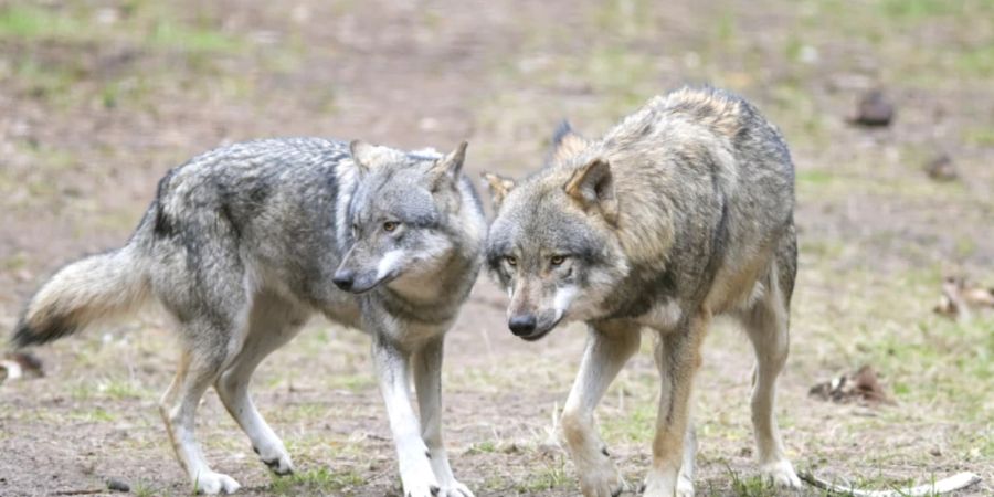 Wolfsrudel
