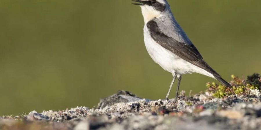 Der Steinschmätzer ist in der Schweiz vor allem in den Alpen und im Westjura anzutreffen.