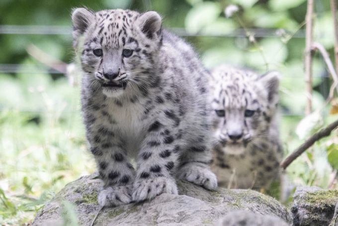 Wajra und Warjun. Zoo Zürich