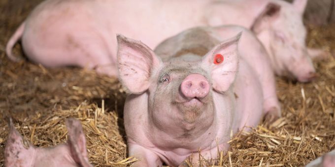 Schweine liegen in der Bucht eines Tierwohl-Schweinestalls. schweine hohenrain
