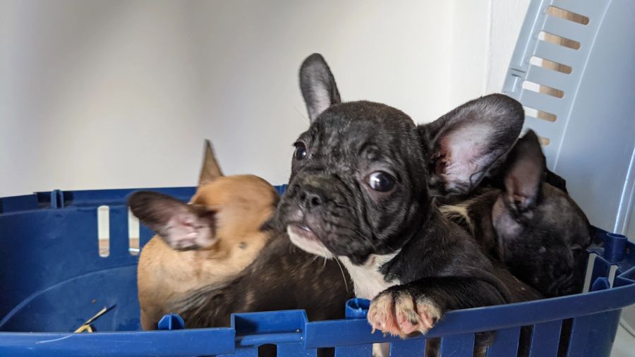 Welpen in Box Tierschutz