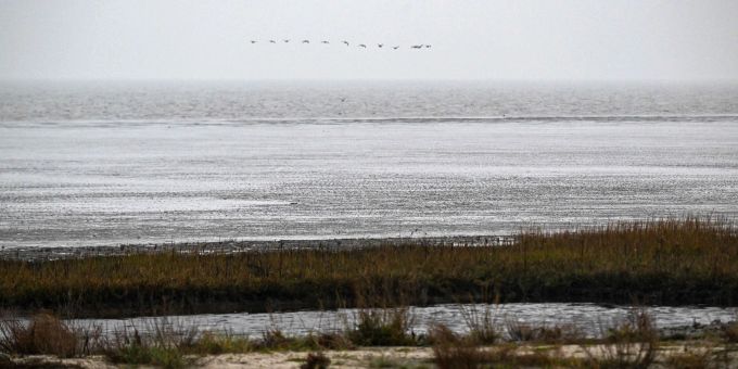 Die Seegraswiesen sind für den Lebensraum im Unesco-Weltnaturerbe Wattenmeer von grosser Bedeutung. (Archivbild) Wattenmeer