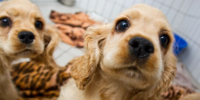 Vorläufige Endstation Quarantäne: Diese Hundwelpen entdeckte die Polizei bei einem illegalen Tiertransport. Welpen Schnauze Kopf Fell Hund
