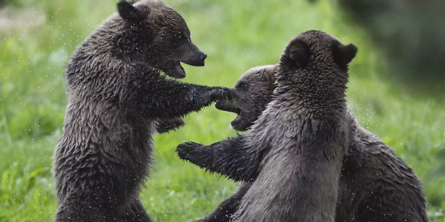 Grizzly-Bär-Junge sind putzig, aber der Schutzinstinkt ihrer riesigen Mütter kann Menschen, die ihnen zu nahe kommen, das Leben kosten.