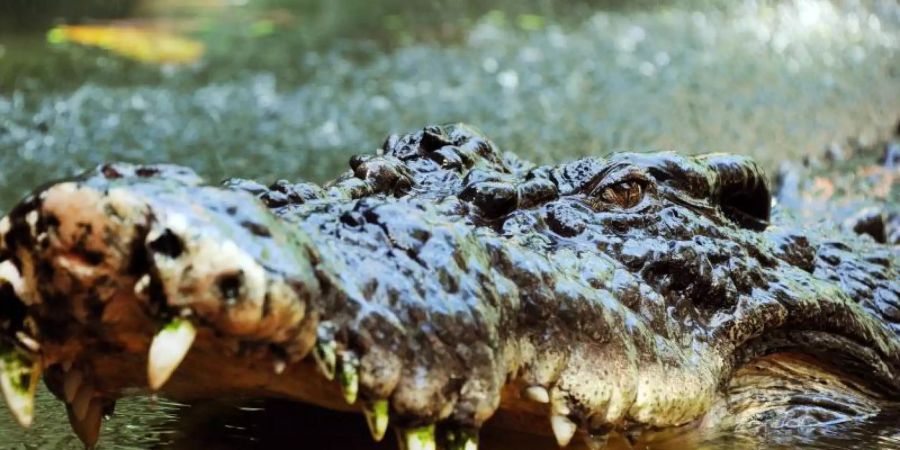 Ein Salzwasserkrokodil sperrt in Cairns, Australien, sein mit Zähnen bewehrtes Maul auf. (Symbolbild). Foto: Brian Cassey/AAP/dpa