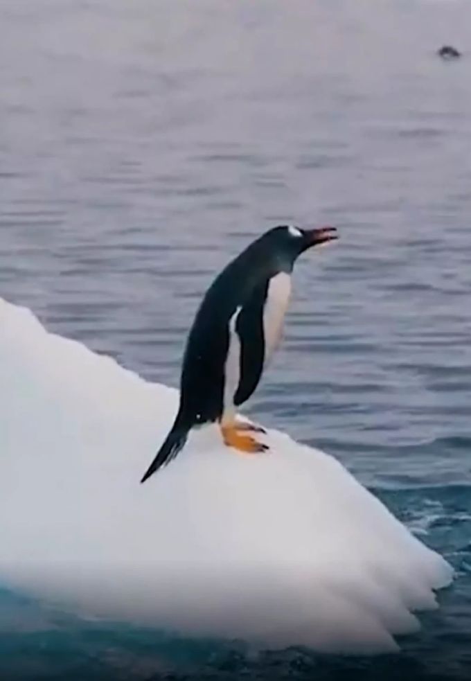 Noch ahnt der Seevogel nicht, was ihn gleich erwartet. Pinguin
