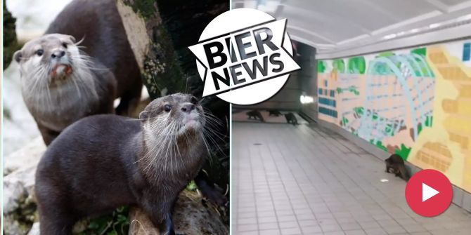 Otter in Singapur