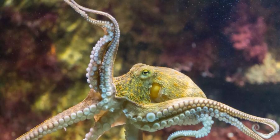 Nächsten Freitag ist Welttag des Oktopus'. Kraken sind kluge, neugierige und geschickte Tiere. Sie haben nur einmal im Leben Sex. Männchen sterben gleich danach, Weibchen, sobald die Kinder auf eigenen Tentakeln «stehen» (Symbolbild).