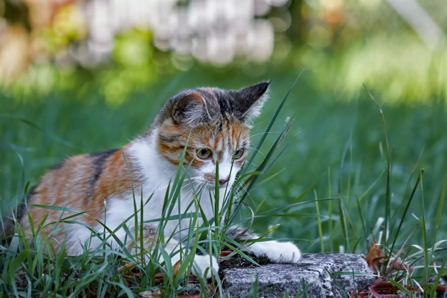 Katze im Gras