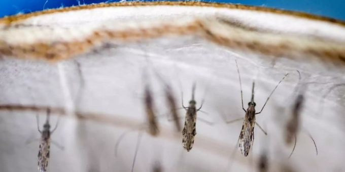 Die Weltgesundheitsorganisation (WHO) hofft auf einen historischen Durchbruch in der Malariabekämpfung durch einen neuen Impfstoff. Foto: Sven Torfinn/WHO/dpa Die Weltgesundheitsorganisation (WHO) hofft auf einen historischen Durchbruch in der Malariabekämpfung durch einen neuen Impfstoff. Foto: Sven Torfinn/WHO/dpa