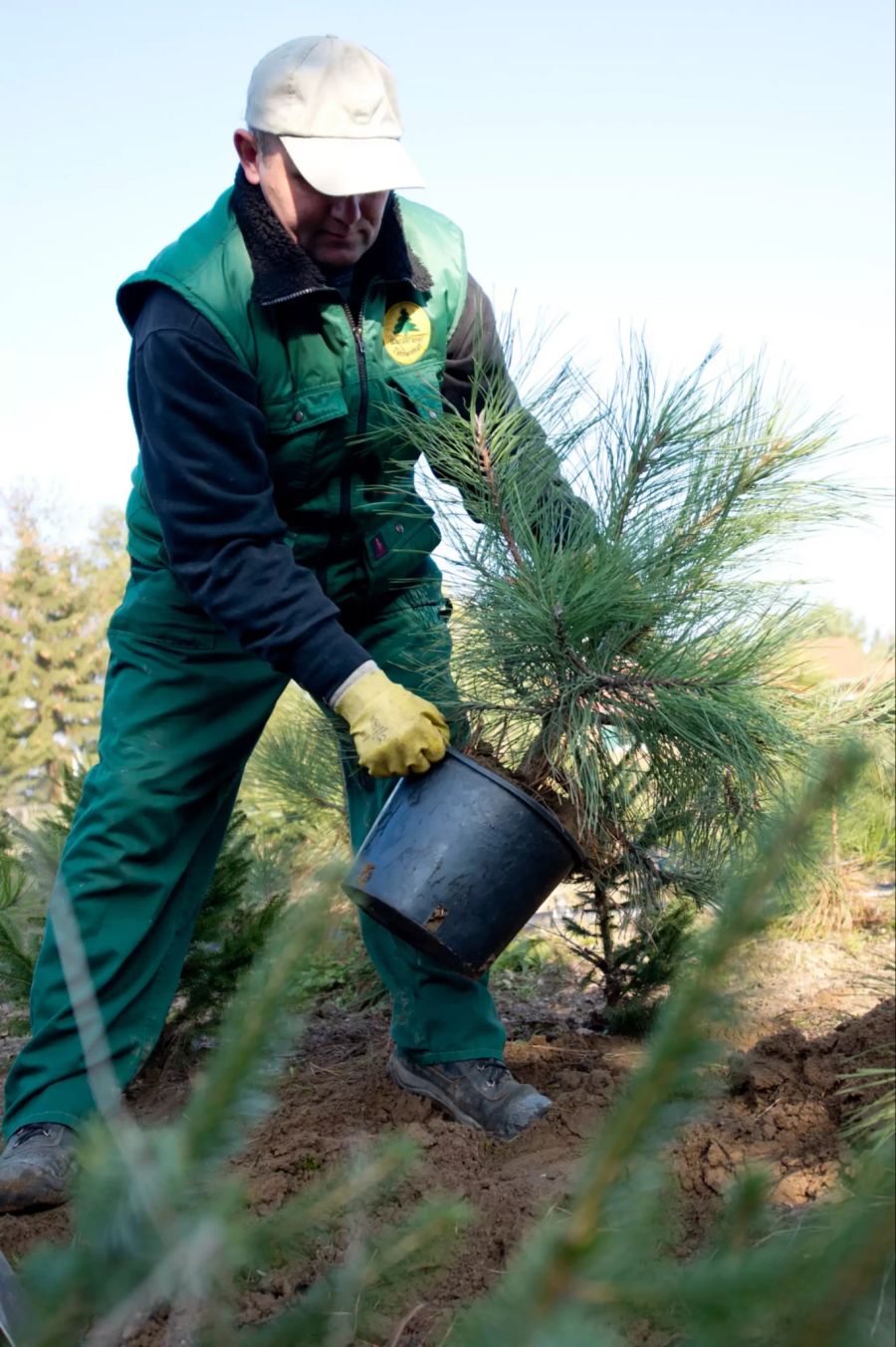 Mann organisiert Weihnachtsbaum in Topf Farm