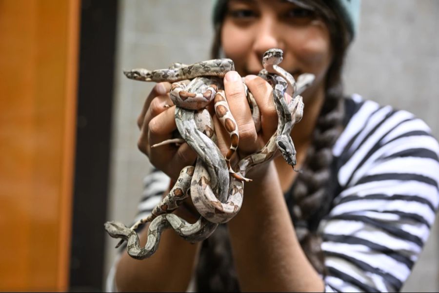 Die Östliche Braunschlange ist in ganz Australien verbreitet und greift mit zunehmend warmem Wetter mehr Menschen an als sonst (im Bild: Baby-Boa-Constrictor).