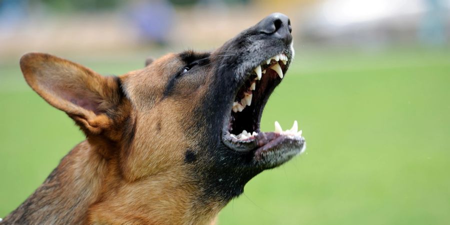 Reagieren Hunde agressiv beim Essen, sollten Gäste und Familienmitglieder das Tier nicht stören.