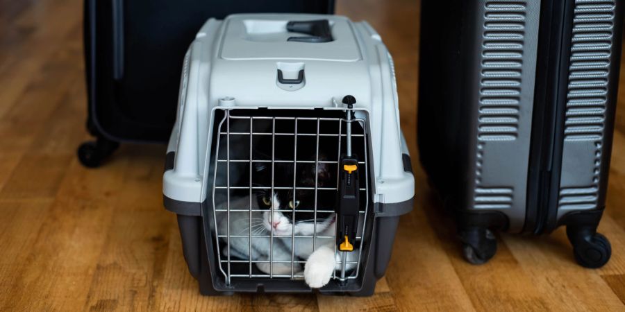 katze in der Transportbox, Koffer