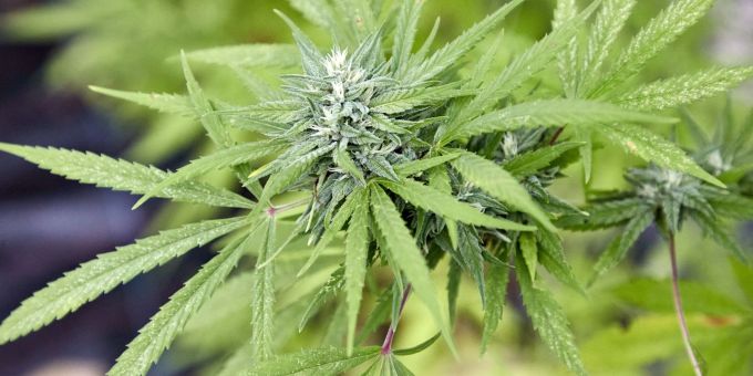 Eigenanbau und Besitz bestimmter Mengen von Cannabis sollen für Volljährige ab 1. April 2024 erlaubt sein. Cannabis