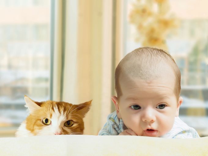Hat man ein paar Sachen im Blick, können sich Samtpfote und Babynachwuchs durchaus anfreunden. Baby, Katze, Beziehung, Miteinander