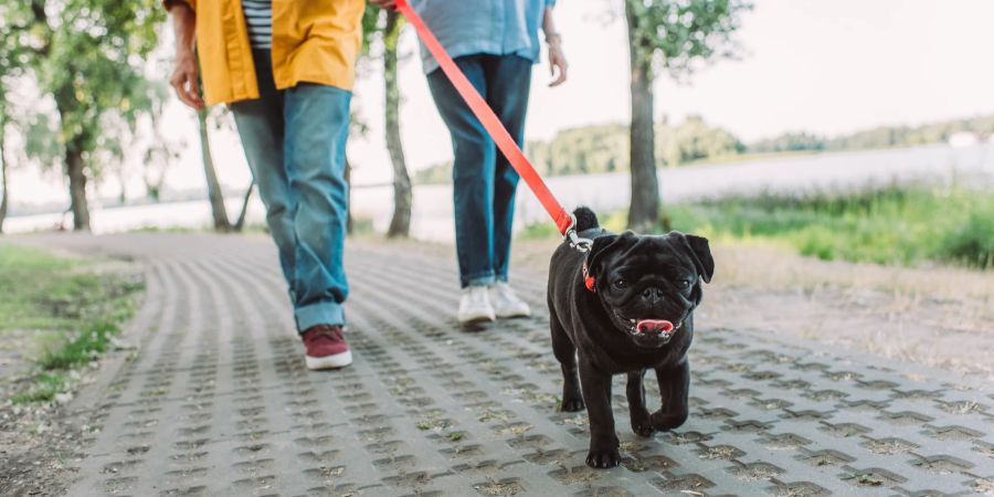 Regelmässige Spaziergänge sind sowohl für Welpen als auch für ältere Hunde wichtig.