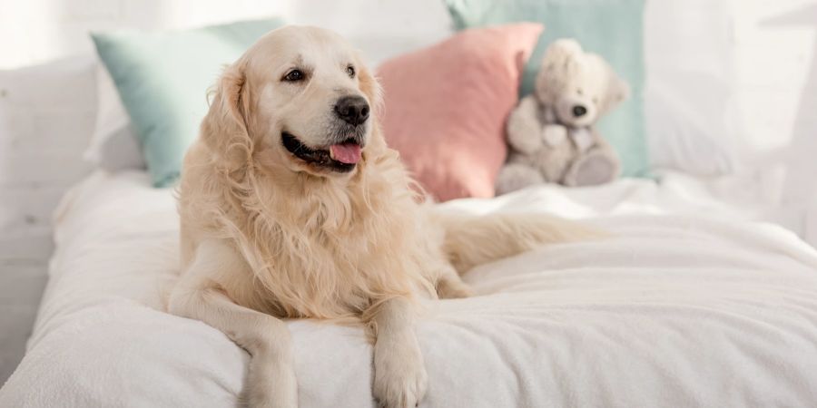 Hund auf Bett