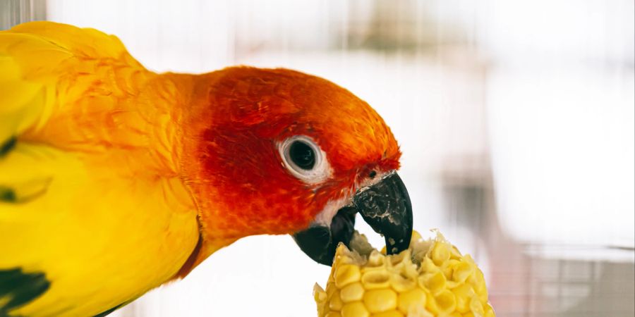 Sowohl Obst als auch Gemüse sollten auf dem Speiseplan von Vögeln nicht fehlen.
