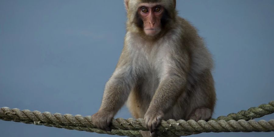 Das Tier war am Sonntag aus dem Tierpark in den schottischen Highlands entkommen. Fangversuche blieben tagelang erfolglos.