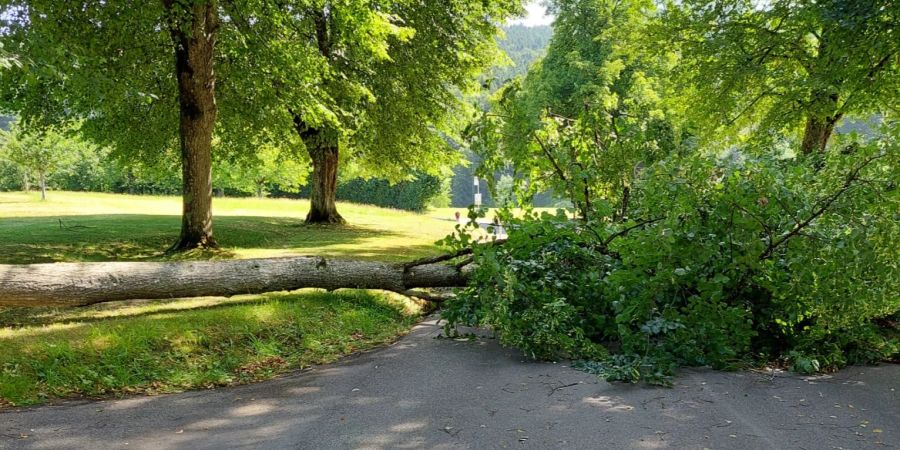 Umgestürzter Baum