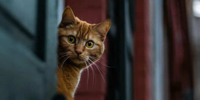 Rotbunte Katze