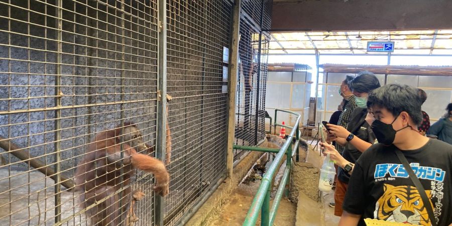 Besucher geben einem Orang-Utan in einem Betonkäfig im Pata Zoo Früchte. Der Zoo auf dem Dach eines Einkaufszentrums in Bangkok wird auch als «Höllen-Zoo» bezeichnet.