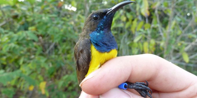 Ein männlicher Wakatobi-Nektarvogel (Cinnyris infrenatus). Ein männlicher Wakatobi-Nektarvogel (Cinnyris infrenatus).