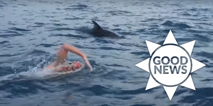 Good News - Delfine retten britischen Schwimmer vor Hai-Angriff
