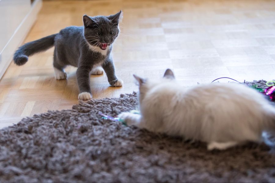 Katzen Teppich Boden weiss klein fauchen