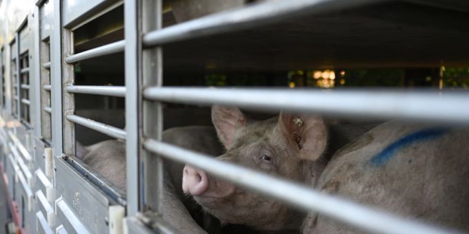 Ein grosser Teil Getreide wird in der Fleischproduktion eingesetzt. Ein grosser Teil Getreide wird in der Fleischproduktion eingesetzt.