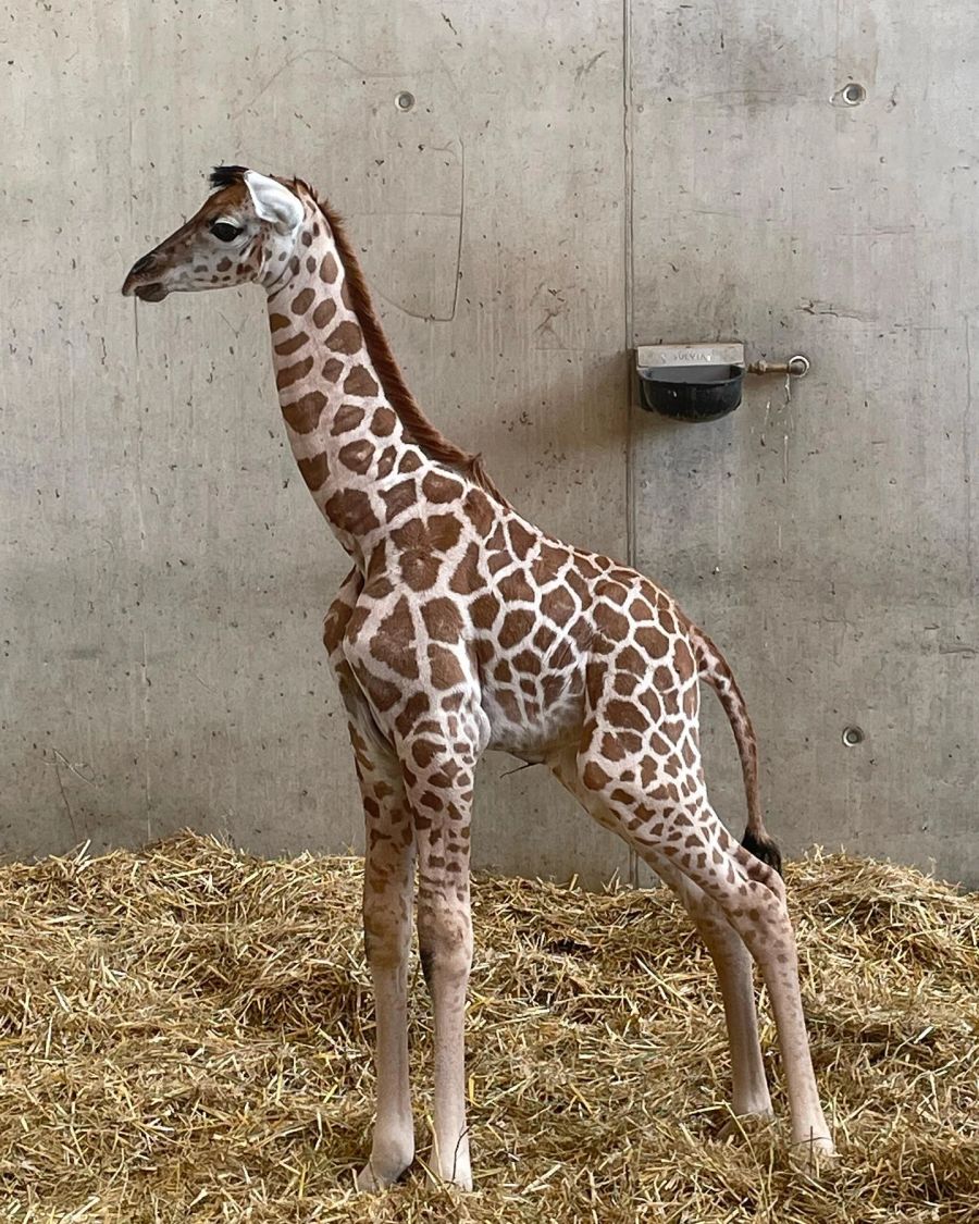 Der Giraffe im Knies Kinderzoo ist bereits 1,88 Meter gross!