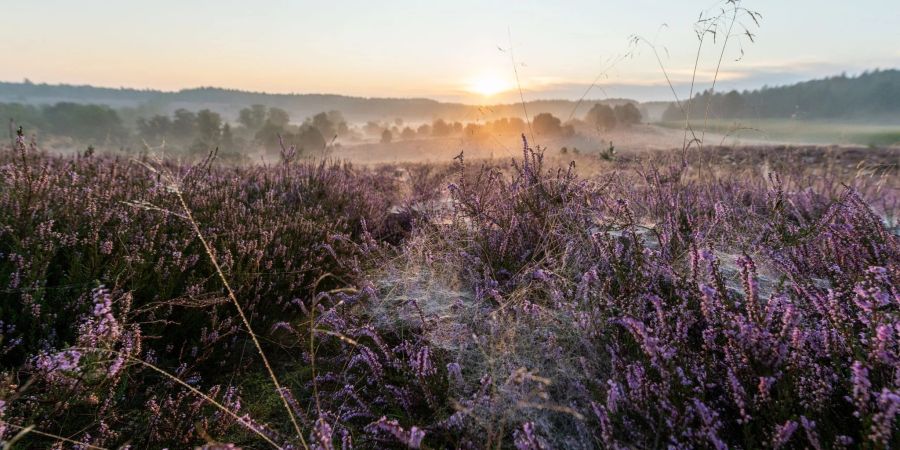 Die Sonne geht in der Lüneburger Heide auf.