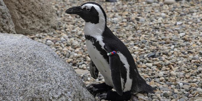 Brillenpinguin Lucas leidet an einer Fusskrankheit. Pinguin Lucas