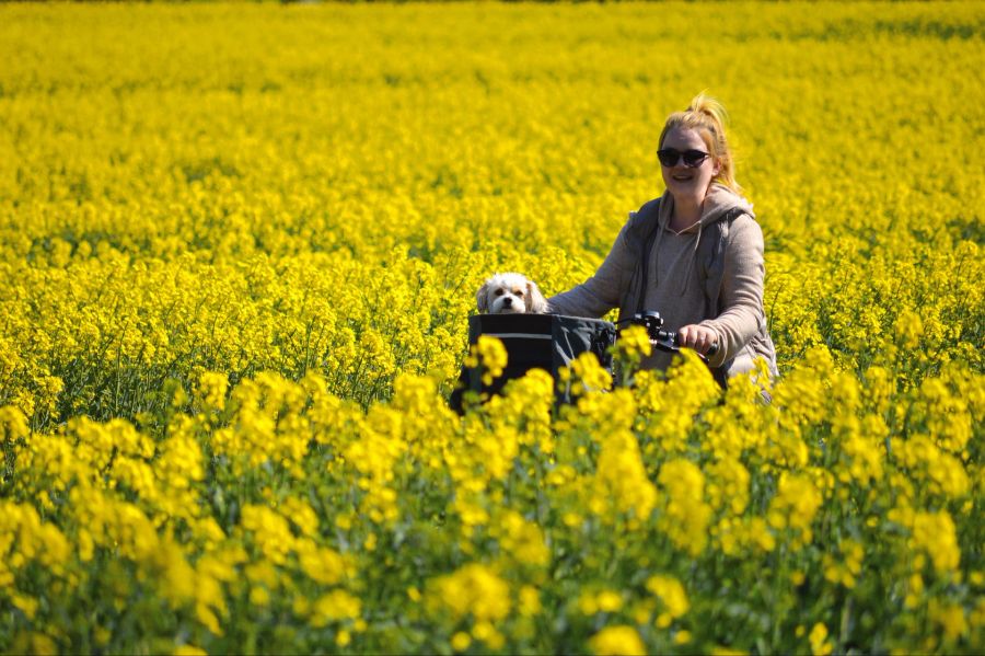 Raps Feld Frau Velo Hund