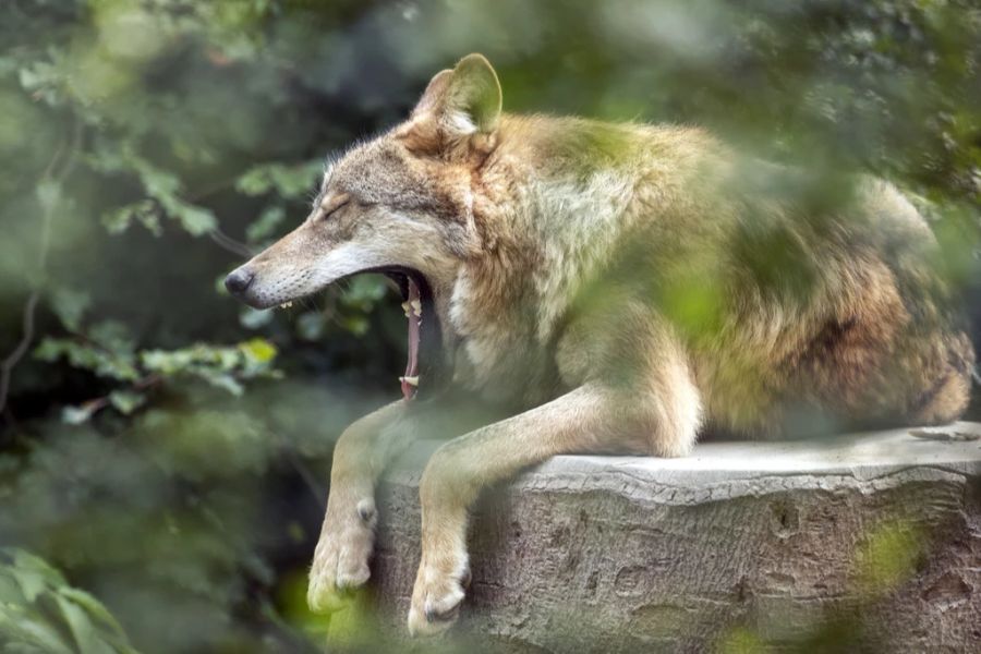 Der Wolf ist definitiv wieder in der Schweiz angekommen. (Symbolbild)