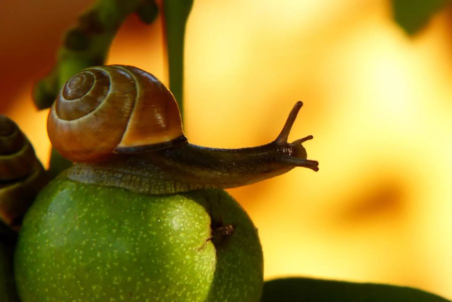 Schnecke auf Apfel