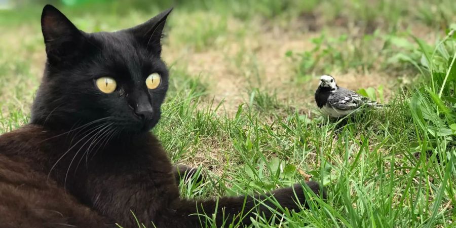 Katze mit Vogel