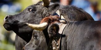 Laut Justiz - Walliser Kuhkämpfe kein Verstoss gegen Tierwürde Laut Justiz - Walliser Kuhkämpfe kein Verstoss gegen Tierwürde