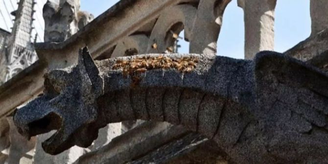 Die Bienen der Notre Dame.