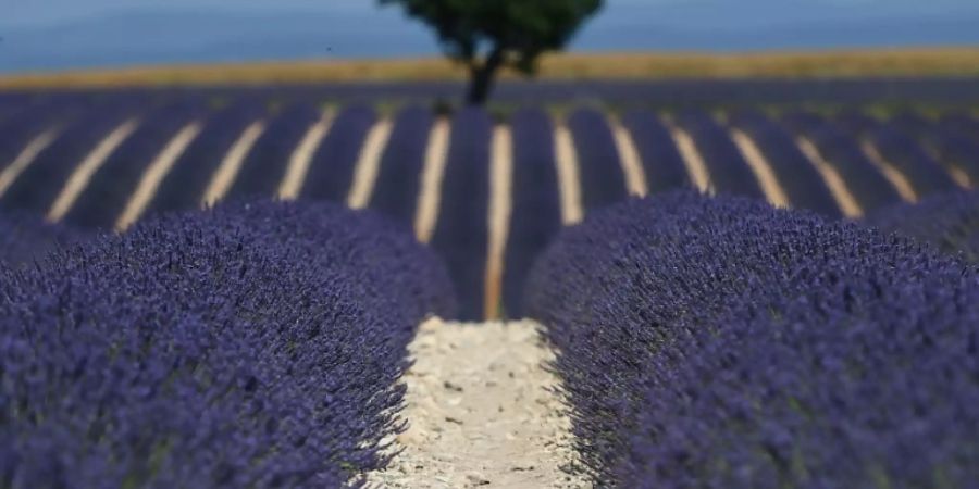 Lavendel liegt im Trend: Ein Feld in Valensole in der Provence