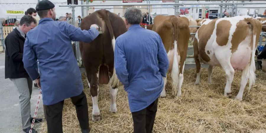 BEA Tierrecht Tierrechtsorganisation