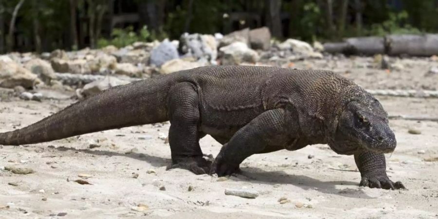 Ein Komodowaran im Komodo Island Nationalpark. Foto: Made Nagi/EPA