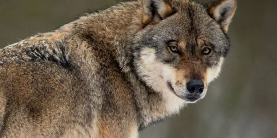 Ein Wolf