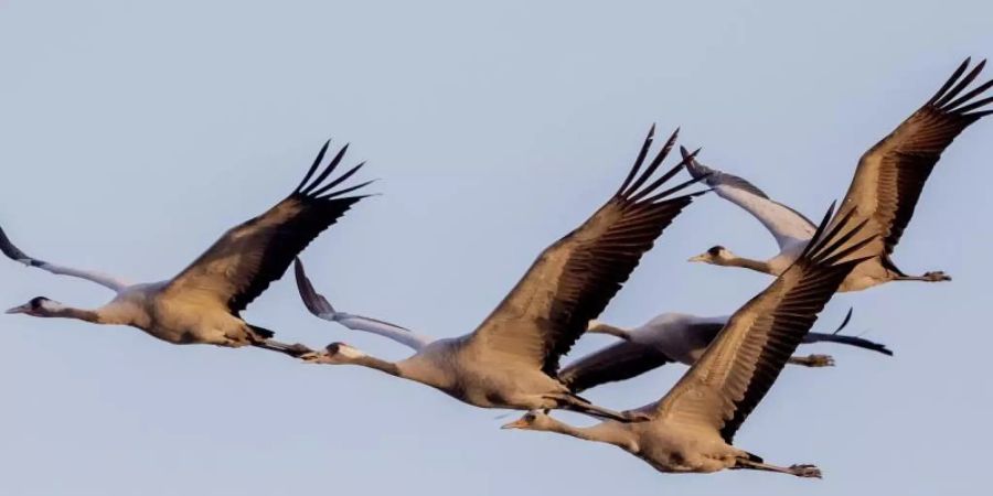 vogelgrippe