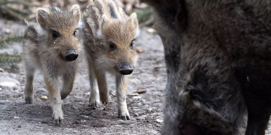 Wegen der Afrikanischen Schweinepest unter genauer Beobachtung: Wildschwein mit Frischlingen, hier im Zoo Basel. (Themenbild)