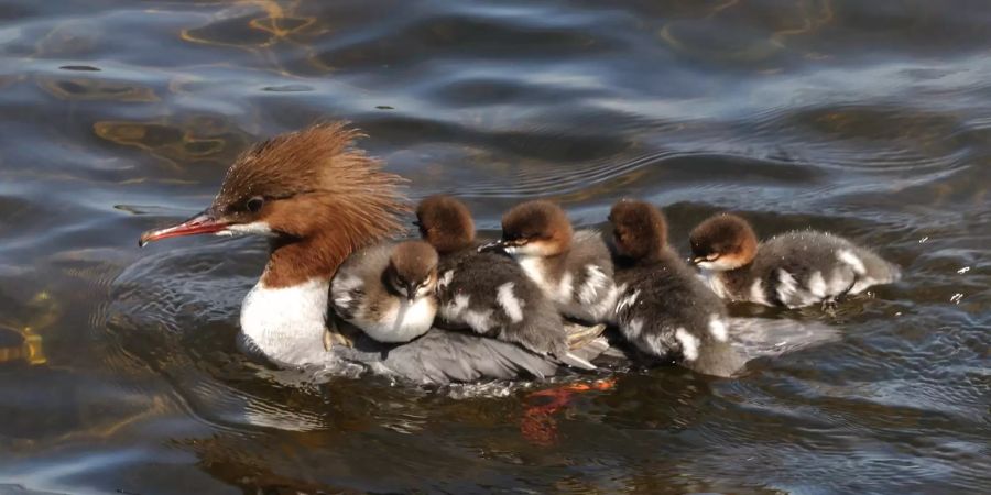 Gänsesäger mit Küken