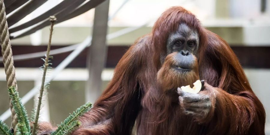 Ein Oran-Utan ist Früchte.